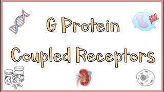 G Protein Coupled ReceptorsGPCRs  Structure Function Mechanism of Action Everything [upl. by Cynth223]