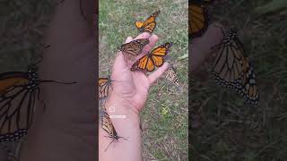 Monarch Butterflies  Danaus plexippus [upl. by Llahsram]