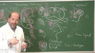 Neuroanatomie 12  Voies motrices neuroanatomie systématisation [upl. by Volkan]