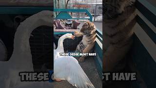 The nervous behavior of geese who are not afraid of tigers [upl. by Aveline]