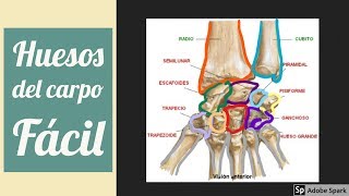 Huesos del carpo en 2 minutos  Mnemotecnias [upl. by Ahsien]