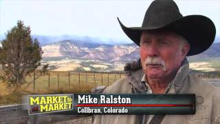 Cattle buyer works to build herds out West [upl. by Hawthorn]