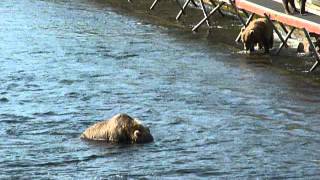 Bear Viewing at Kodiak National Parks Frazier Lake [upl. by Cyrillus494]