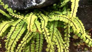 Asplenium trichomanes [upl. by Chesnut]