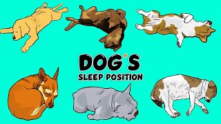 What Your Dogs Sleep Position  Says About Their Personality and Health [upl. by Chlo]