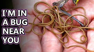 Horsehair Worm facts not for the squeamish  Animal Fact Files [upl. by Daas882]