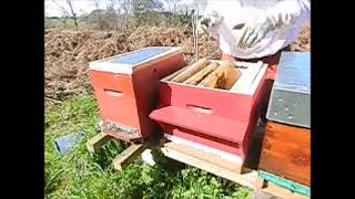 Transvasement ruchette en ruche et traitement Varromed Abeilles de printemps [upl. by Lorac]