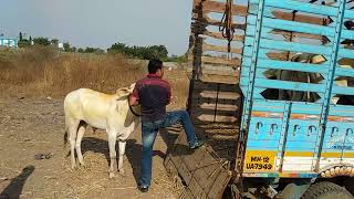 How to Bull CartUp Dowen  சல்லிகட்டு [upl. by Budwig642]