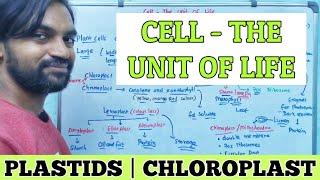 Cell  The unit of Life  Plastids  Chloroplast [upl. by Hartzell]