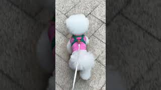 7 Days of Bichon Chic Transform Your Pup’s Style [upl. by Ranique963]