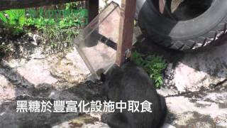 臺北市立動物園黑糖日常生活 Black Sugar  the Formosan Black Bear [upl. by Enirehs]