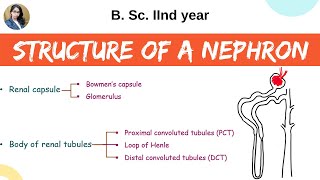 Structure of a nephron  Excretion  B Sc 2nd year  Zoology [upl. by Adnelg156]