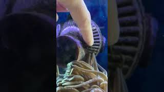 Saving my ANEMONE stuck in the aquarium shorts [upl. by Assenaj]