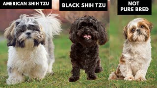 8 Different Types of Shih Tzu and How You can Identify Them [upl. by Ordisy]