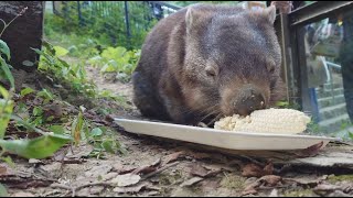 昔は強面「かみそりウォレス」 茶臼山動物園のウォンバット [upl. by Yffub]