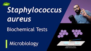 Staphylococcus aureus Biochemical Tests  Catalase Test  Coagulase Test  Basic Science Series [upl. by Smalley]