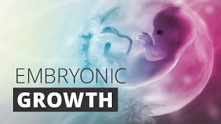 Schwangerschaft  Pregnancy Medical Animation of embryonic development [upl. by Alyehc907]