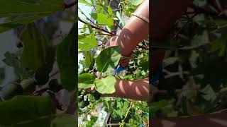 Turkey berry harvest wild Brinjal [upl. by Berlinda]