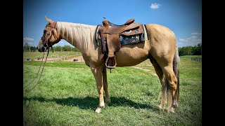 2019 Palomino gelding  Youth Trained [upl. by Sergias]