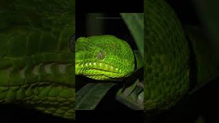 Emerald Tree Boa The Jewel of the Rainforest Canopy [upl. by Joab]