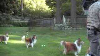 Yard full of Shelties playing [upl. by Brennen488]