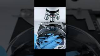 microscope test കാട്ട് തവളയെ 😸 m4techmicroscope test shorts mrzthoppi [upl. by Sahcnip]