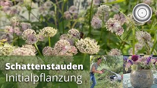 Schattenstauden  Initialbepflanzung [upl. by Destinee]