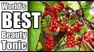 HEALTH BENEFITS OF SCHIZANDRA BERRIES [upl. by Yehsa]