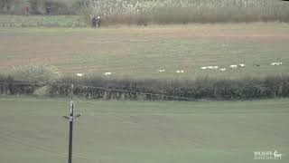 Claro Beagles caught hunting hares in North Yorkshire [upl. by Rubia]