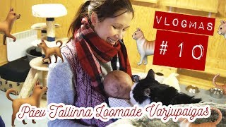 VLOGMAS 10 KAKSSADA VIISKÜMMEND KASSI [upl. by Onirotciv]