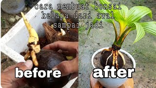 Cara membuat bonsai kelapa dari awal sampai jadi usia 03 bulan [upl. by Collins]