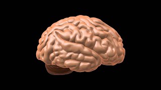 Meninges and Cistern of Brain Neuroanatomy Explained Easy [upl. by Edda26]