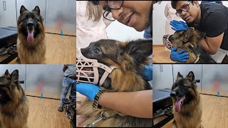 Chiropractic treatment of dog in India hip dislocated [upl. by Gregoire60]