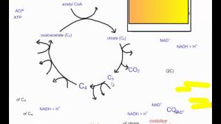 Cellular Respiration Part 4 The Krebs Cycle IB Biology [upl. by Inge258]