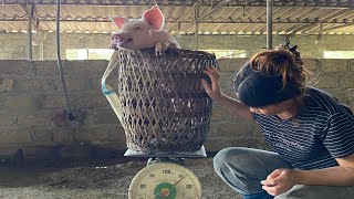 separate weanedmove the sow out near the boarfeed pigs vegetables [upl. by Urquhart]