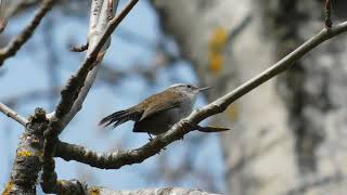 Bewicks Wren Call [upl. by Serle]