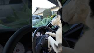 👻 Home alone huskies go for a JDM joy ride 🐾 trickortreat 🎃 [upl. by Marielle]