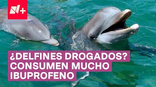 Encuentran Ibuprofeno en el interior de los delfines  N [upl. by Dibru]