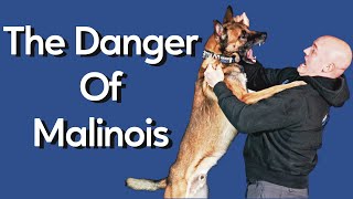 Most Dangerous Thing About Owning Malinois [upl. by Lenno]