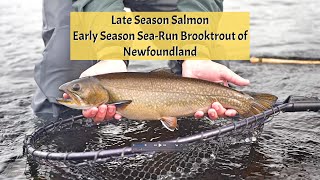 Late Season Atlantic Salmon  Early Sea Run Brooktrout [upl. by Killam]