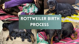 12 puppiesROTTWEILER birth process 😱How to successfully deliver puppies at homeRottweiler [upl. by Eimmit]