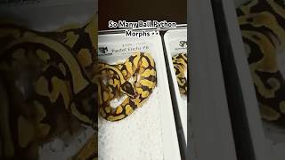 ✅ Pastel Enchi Yellowbelly Ball Python 🐍 [upl. by Norvil43]