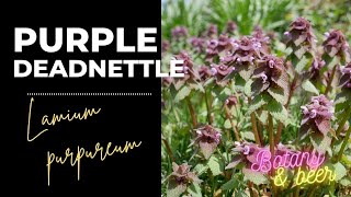 Plant Profile Purple deadnettle Lamium purpureum [upl. by Boigie]