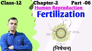 Fertilization of egg and sperm in human  How does fertilization occur in human [upl. by Karlin]