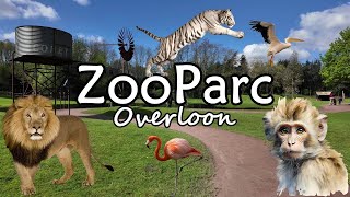 Discover the Wonders of ZooParc Overloon Full Park Tour 2024 [upl. by Rekoob105]