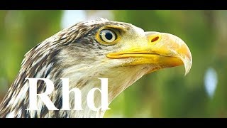 The Secret Life of the Circler Birds 2018 HD Documentary [upl. by Iahk]