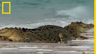 Le gigantesque crocodile marin plus gros reptile du monde [upl. by Mckenna]