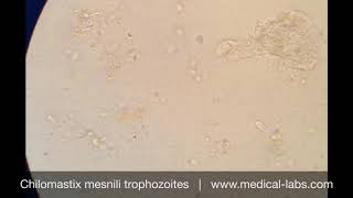 Chilomastix mesnili Trophozoites Lab 4 صيدلة ثانية  طفيليات عملي [upl. by Ecnarf]