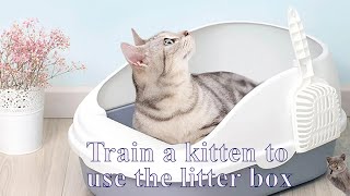 Taming a kitten to the litter box [upl. by Evan918]