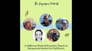 Sargassum Podcast Ep 33 A Different Kind of Invasion Panel on Sargassum horneri in California [upl. by Teerprah]